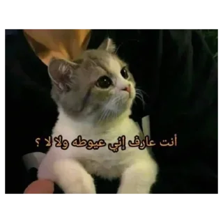 Telegram sticker 😭 Mercy