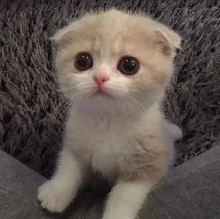 Telegram sticker 😥 Mercy