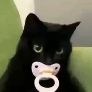 Video sticker 🕸 { @STVEINS 》@VEINS2 }