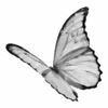 Video sticker 🦋 @llText_Khar_DaRll