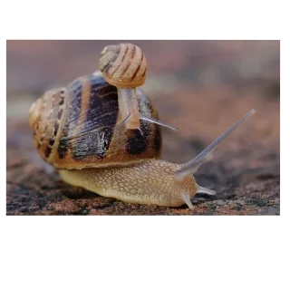 Telegram sticker 🐌 Врот Тандер (автор: Twisty_Milk)