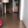Video sticker 😘 Animals
