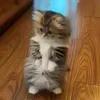Video sticker 🙃 Animals