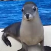 Video sticker 😁 Animals