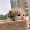Video sticker 🐈 Animals