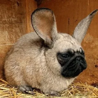 Telegram sticker 🐕 @deathavgust_pic 2