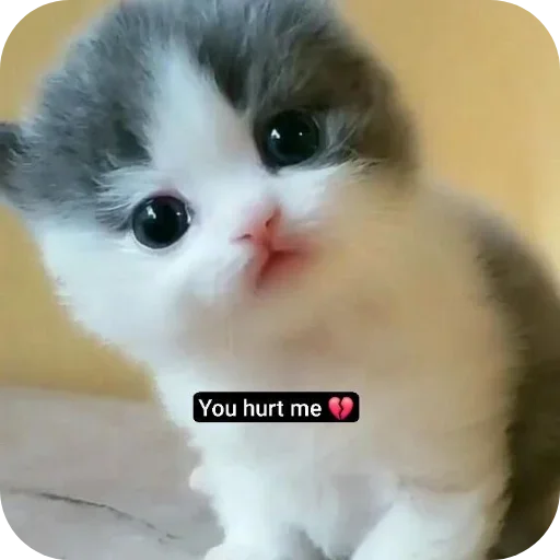 Telegram sticker 🐱 Neko Badmosh @Gostedd