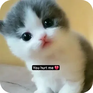 Video sticker 🐱 Neko Badmosh @Gostedd