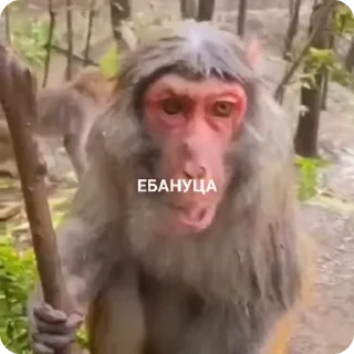 Video sticker 😳 Больше стиков тут: @stikery4