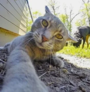 Telegram sticker 🤩 Cats★♪ :: @fStikBot