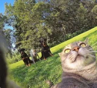 Video sticker 😦 Cats★♪ :: @fStikBot