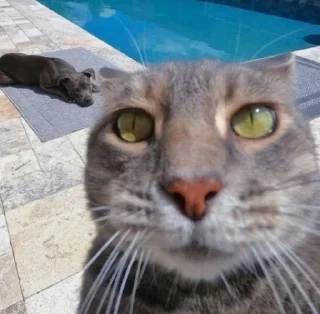 Telegram sticker 😘 Cats★♪ :: @fStikBot