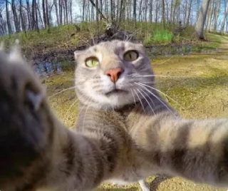 Telegram sticker 😙 Cats★♪ :: @fStikBot