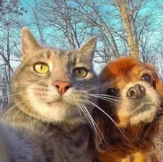 Telegram sticker 😇 Cats★♪ :: @fStikBot