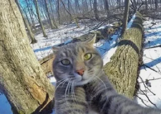 Video sticker 🥹 Cats★♪ :: @fStikBot