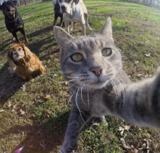 Telegram sticker 🥳 Cats★♪ :: @fStikBot