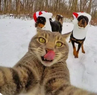 Sticker 😨 Cats★♪ :: @fStikBot