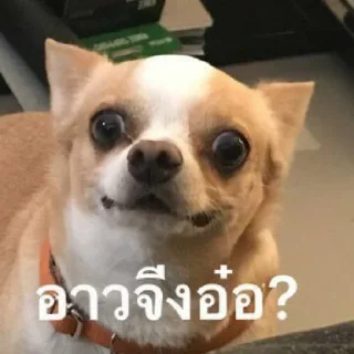 Video sticker 😡 อย่ามาเก่งกับกูนะ อีปลาทอง @xiaopaomo