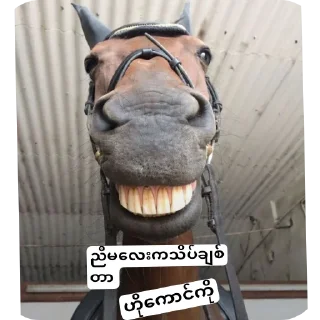 Telegram sticker 🐎 Your stickersမင်မေလိုး