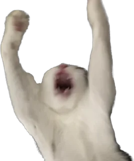 Telegram sticker 🤬 Stpdtwnk’s pussy pack