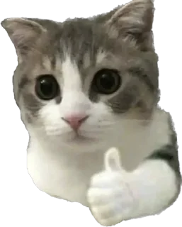 Telegram sticker 👍 Stpdtwnk’s pussy pack