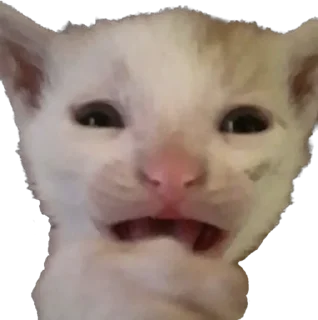 Video sticker 😭 Stpdtwnk’s pussy pack