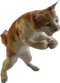Telegram sticker 🤬 Stpdtwnk’s pussy pack