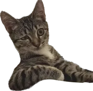 Telegram sticker 🤨 Stpdtwnk’s pussy pack