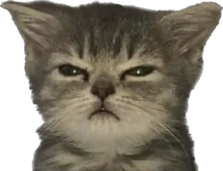Video sticker 😠 Stpdtwnk’s pussy pack