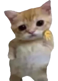 Video sticker ✌️ Stpdtwnk’s pussy pack