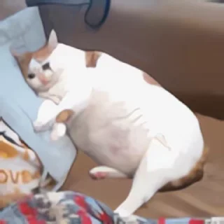 Video sticker 👻 신비한고양이 @DCConSticker