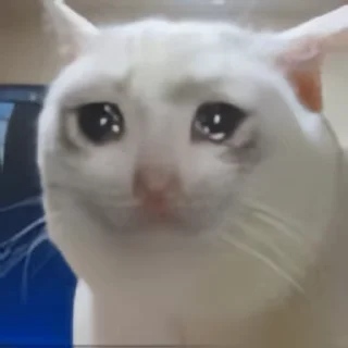 Video sticker 👻 신비한고양이 @DCConSticker