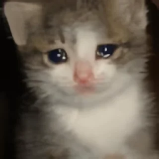 Video sticker 👻 신비한고양이 @DCConSticker