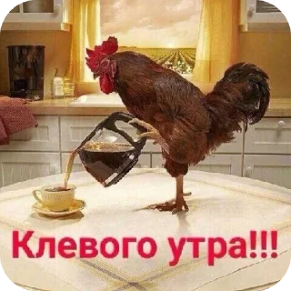 Video sticker 🐦 Брэд Фридом 3 :: @fStikBot
