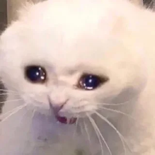 Telegram sticker 😭 كاترين