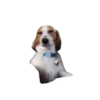 Video sticker 😏 Bakchodi on top @Aurapresence