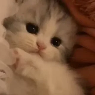 Video sticker 😿 Suvasticks