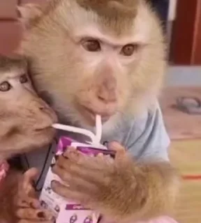 Video sticker ⭐ မျောက်တုံအစစ်