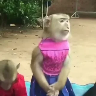 Video sticker ❣ မျောက်တုံအစစ်