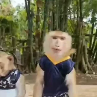 Video sticker 🤪 မျောက်တုံအစစ်