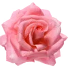 Video sticker 🌹 She Blooms 🌸�...