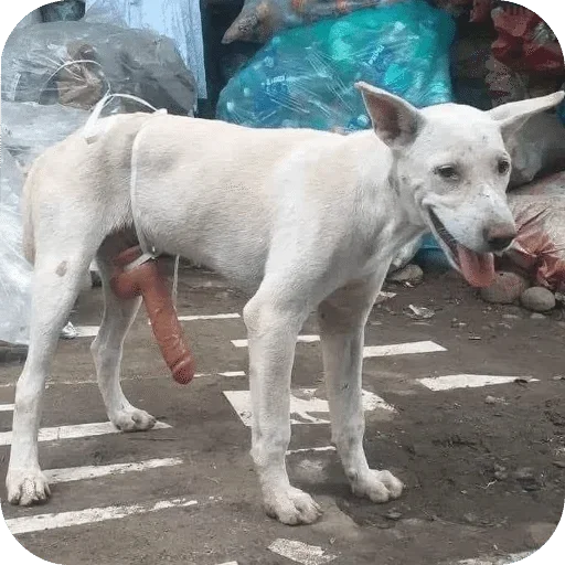 Телеграм стикер 🌟 Sacanagens4