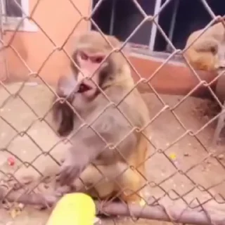 Video sticker 🍌 bibizannn :: @fStikBot