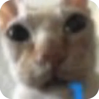 Телеграм стикер 😀 Котик со слюной