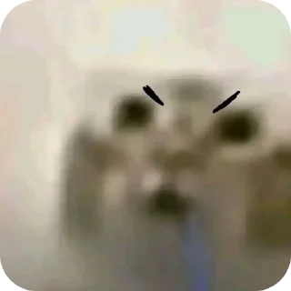 Video sticker 😡 Котик со слюной