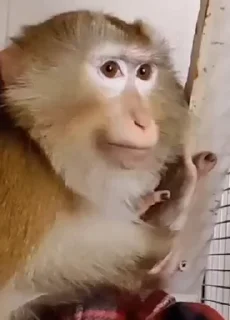 Video sticker 🤩 @luvmvs:: @fStikBot