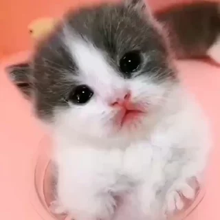 Video sticker 😭 ButteRuckMaw :: @fStikBot