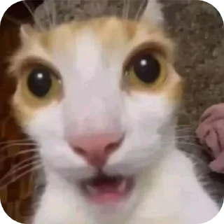 Telegram sticker 🐱 Humpe toh hai hi 9
