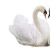 Sticker 🦢 coquette ₊˚⊹ 𝜗𝜚 by @cozycornerstore