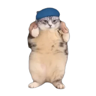 Video sticker 💃 http://t.me/addstickers/AKHIL_ :: @fStikBot